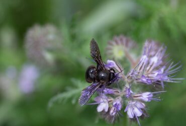 Osteopatia per le coliche neonatali